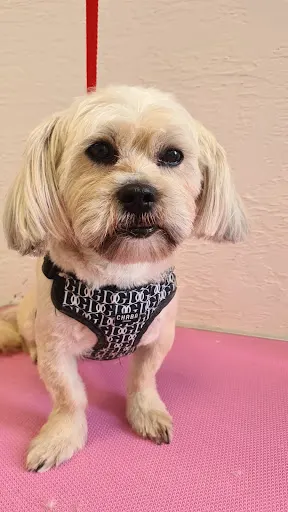 Szakal Pielęgnacja pupili